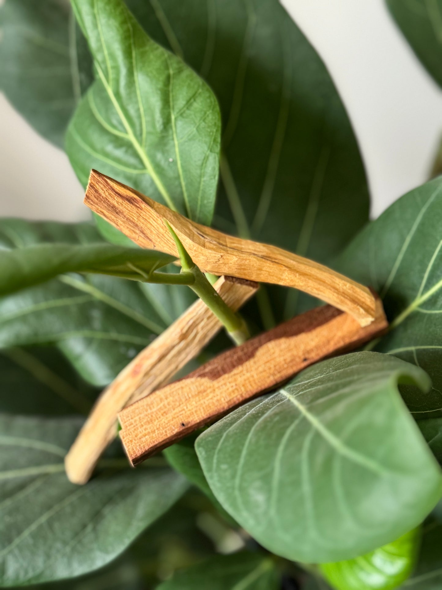 Ecuadorian Palo Santo
