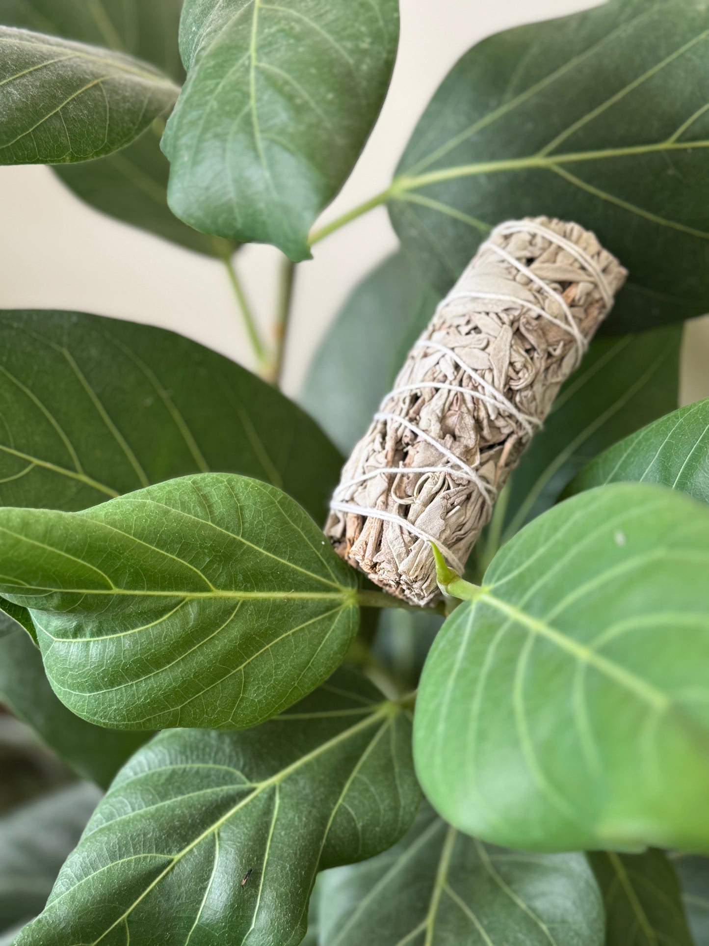 White Sage Smudge Sticks
