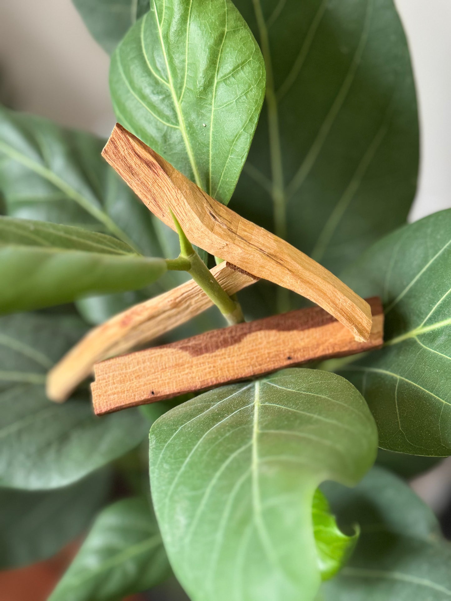 Ecuadorian Palo Santo