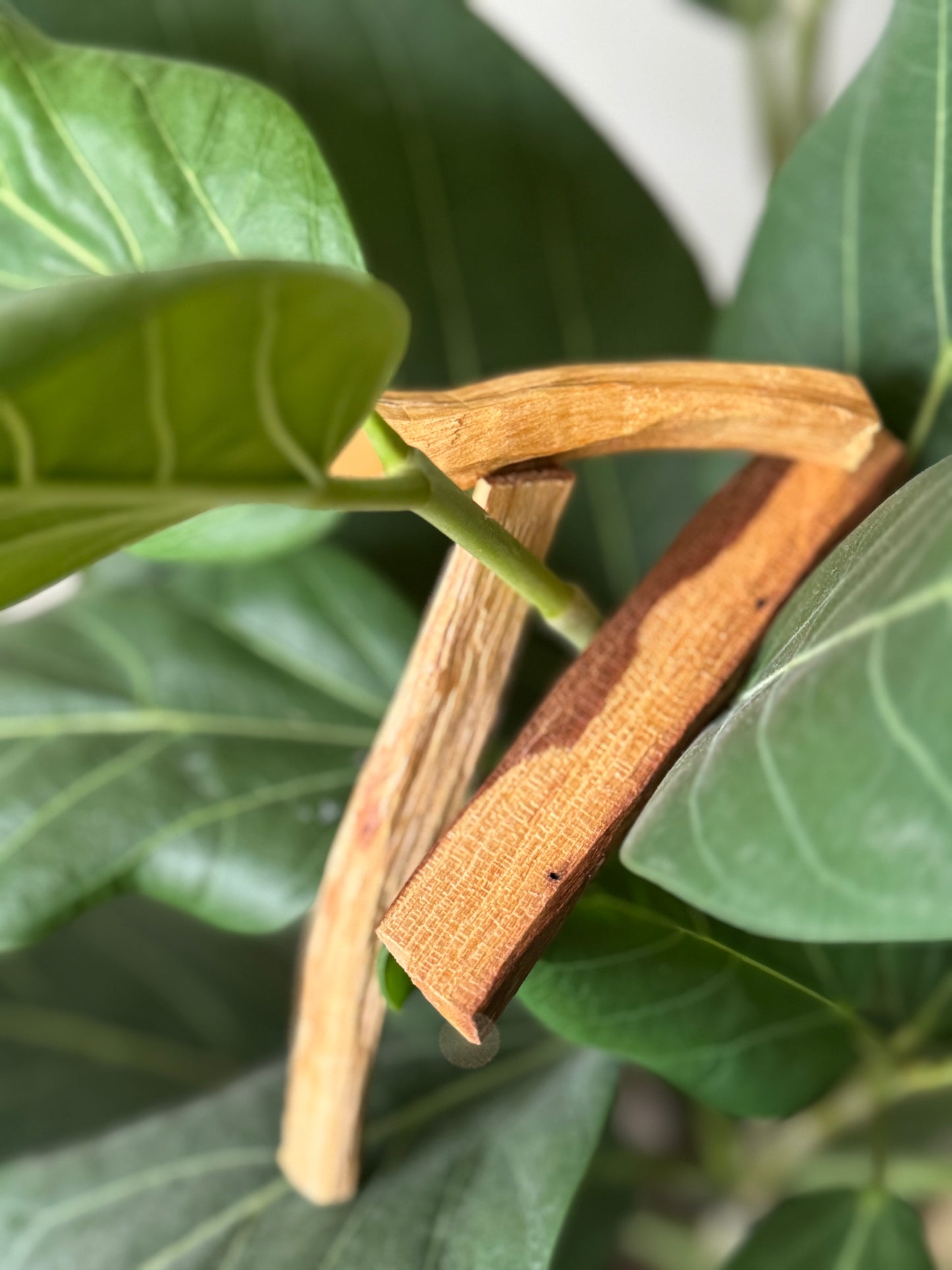 Ecuadorian Palo Santo