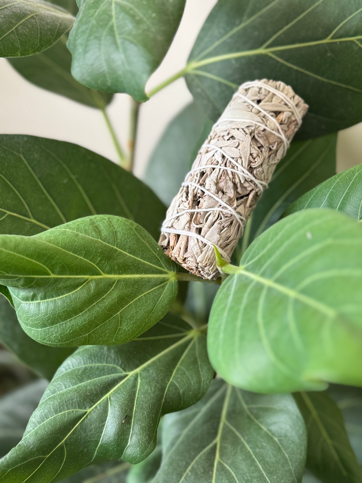 White Sage Smudge Sticks