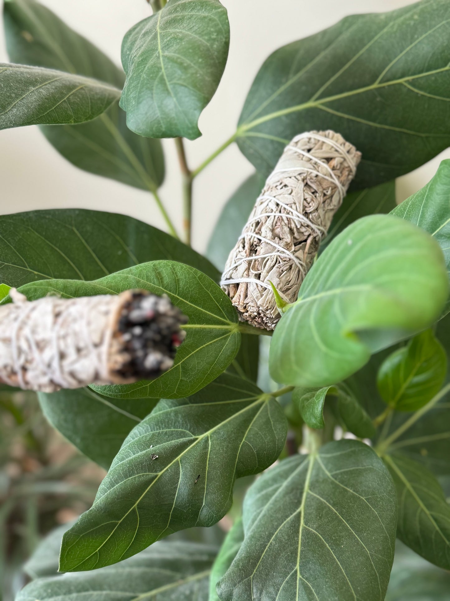White Sage Smudge Sticks