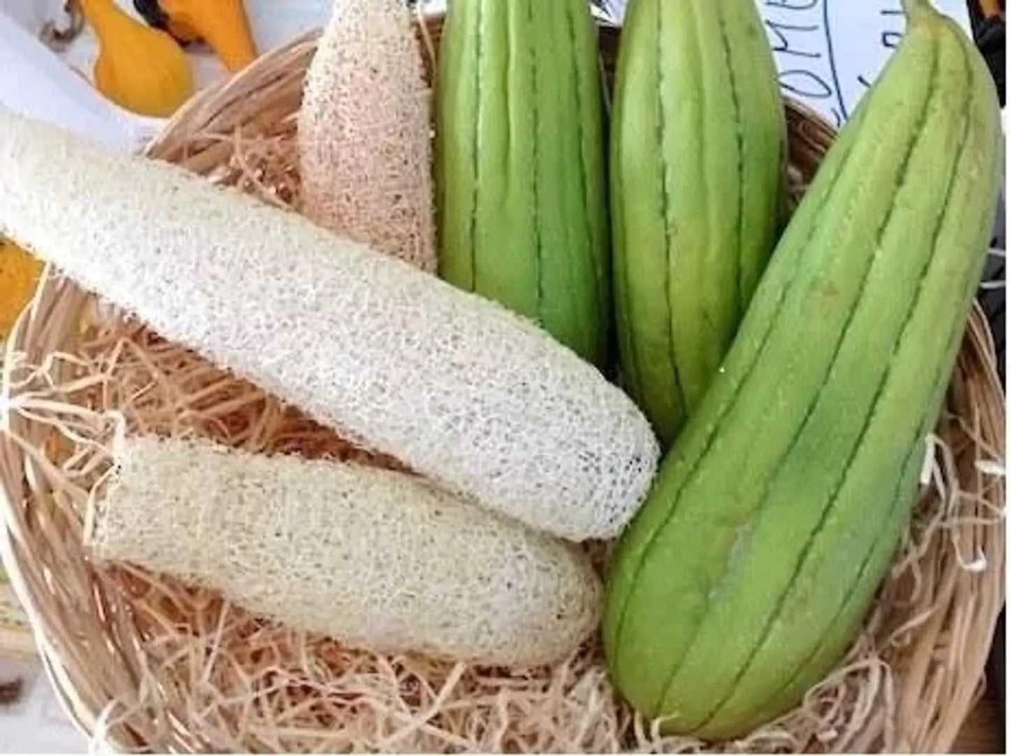 The Palm Pressed Loofah GLOVE